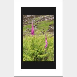 Foxgloves Posters and Art